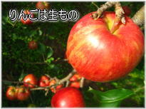 ��񂲂͐�����