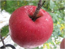 �c������̑傫������