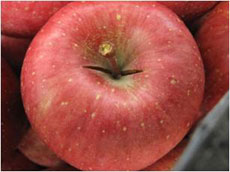 �c������̏���������